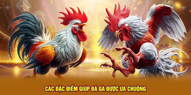 Các đặc điểm giúp đá gà được ưa chuộng