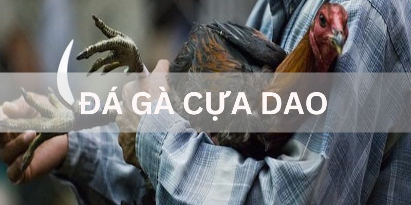 Đá gà cựa dao abc8